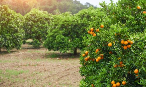laranjeira-1-scaled.jpeg